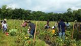 Community Harvest - 2016 (6/13)