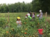 Community Harvest - 2016 (10/13)