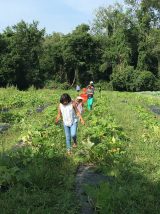 Community Harvest - 2018 (6/39)
