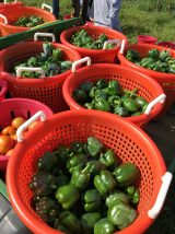 Community Harvest - 2018 (26/39)