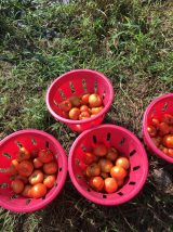 Community Harvest - 2018 (28/39)