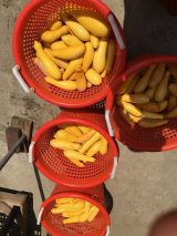 Community Harvest - 2018 (30/39)